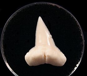Modern Hammerhead tooth for sale | Buried Treasure Fossils