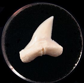Modern Hammerhead shark tooth for sale | Buried Treasure Fossils