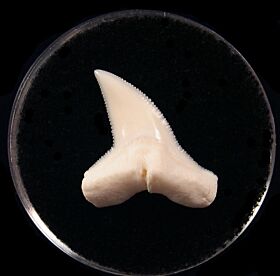 Modern Sphyrna mokarran tooth for sale | Buried Treasure Fossils