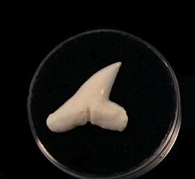 Modern Hammerhead Shark Teeth for sale: BuriedTreasureFossils