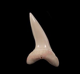 Real modern Isurus oxyrhnychus tooth for sale | Buried Treasure Fossils