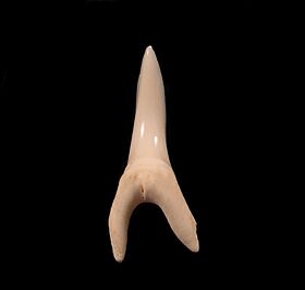 GEM modern Mako shark tooth for sale : Buried Treasure Fossils