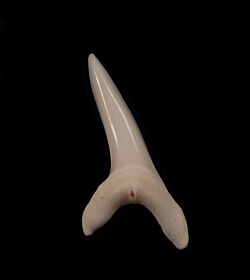 Anterior modern Mako shark tooth for sale | Buried Treasure Fossils