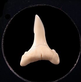 Modern Shark Teeth for sale | Buried Treasure Fossils