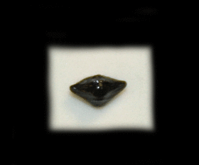 Ptychotrigon triangularis                       
