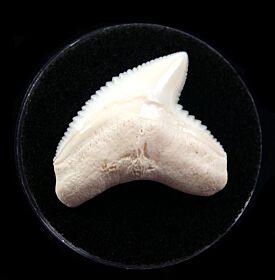 Big White Tiger shark tooth for sale | Buried Treasure Fossils