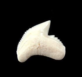 Modern Shark Teeth for sale | Buried Treasure Fossils
