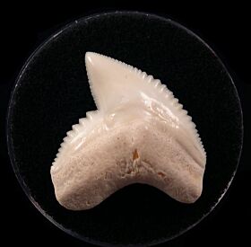 White Galeocerdo cuvier  tooth for sale | Buried Treasure Fossils