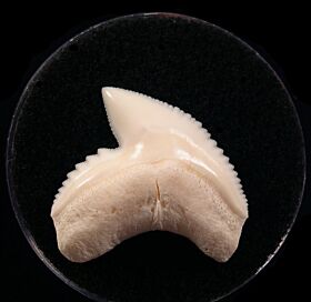 White Galeocerdo cuvier  tooth for sale | Buried Treasure Fossils