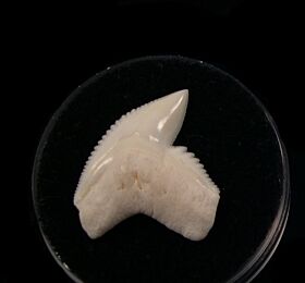 Large Modern Tiger shark tooth for sale | Buried Treasure Fossils