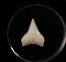 Perfect Big Modern Whitetip tooth for sale | Buried Treasure Fossils
