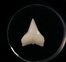 Modern Shark Teeth for sale | Buried Treasure Fossils