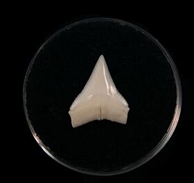 Modern Carcharhinus longimanus shark tooth for sale | Buried Treasure Fossils