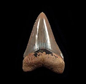 Baja Carcharodon carcharias  tooth for sale | Buried Treasure Fossils
