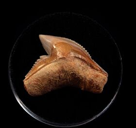 Baja Tiger shark tooth for sale | Buried Treasure Fossils