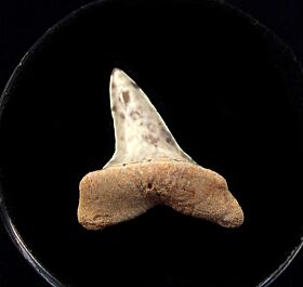 Real Baja Mako shark tooth for sale | Buried Treasure Fossils