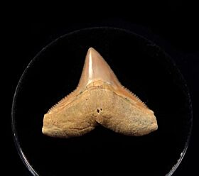 Baja Carcharhinus leucus tooth for sale | Buried Treasure Fossils
