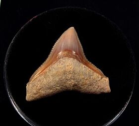 Rare Baja Bull shark tooth for sale | Buried Treasure Fossils