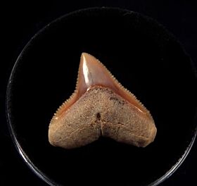 Real Baja Bull shark tooth for sale | Buried Treasure Fossils