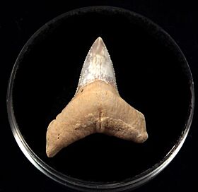 Colorful Baja Bull shark tooth for sale | Buried Treasure Fossils