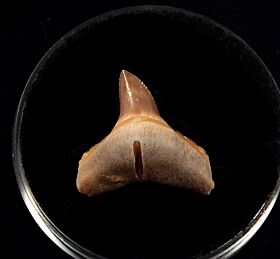Colorful Baja Bull shark tooth for sale | Buried Treasure Fossils