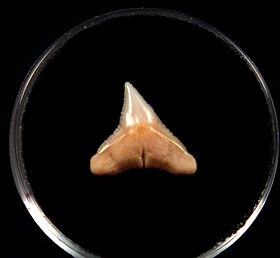Baja Carcharhinus plumbeus tooth for sale | Buried Treasure Fossil