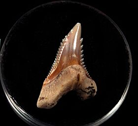 Baja Hemipristis serra tooth fro sale | Buried Treasure Fossils