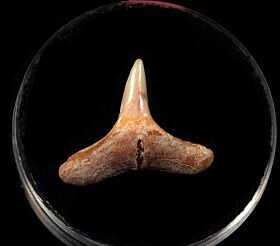 Baja Lemon Shark tooth for sale | Buried Treasure Fossils