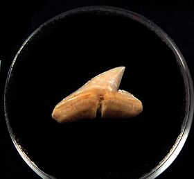 Baja Hammerhead shark tooth for sale | Buried Treasure Fossils