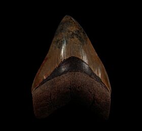 Meherrin River Megalodon tooth for sale | Buried Treasure Fossils