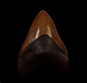 Copper red site Megalodon tooth | Buried Treasure Fossils