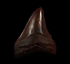 Real Copper-red Megalodon tooth for sale | Buried Treasure Fossils