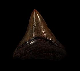 Rare Meherrin River Megalodon tooth for sale | Buried Treasure Fossils