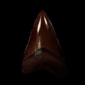 Meherrin River Carchcarocles megalodon tooth for sale | Buried Treasure Fossils