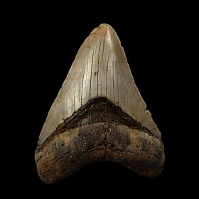 North Carolina ocean Megalodon tooth for sale | Buried Treasure Fossils