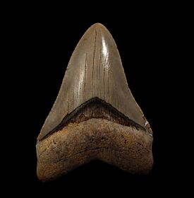 North Carolina ocean Megalodon tooth for sale | Buried Treasure Fossils