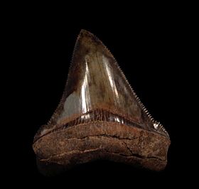Meherrin River red Chubutensis tooth for sale | Buried Treasure Fossils