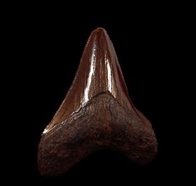 Rare Meherrin River Chubutensis tooth for sale | Buried Treasure Fossils