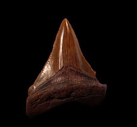 Copper-red Carchcarocles Chubutensis stooth for sale | Buried Treasure Fossils