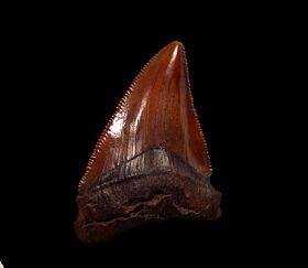 NC Otodus chubutensis tooth for sale | Buried Treasure Fossils