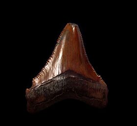 Real Meherrin River Chubutensis tooth for sale | Buried Treasure Fossils