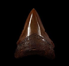 Meherrin River Chubutensis shark tooth for sale | Buried Treasure Fossils