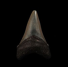 Cheap No. Carolina Auriculatus tooth for sale | Buried Treasure Fossils