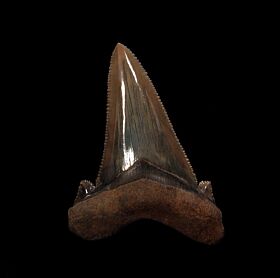 Meherrin River Auriculatus shark tooth for sale | Buried Treasure Fossils