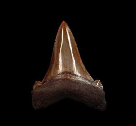 No. Carolina red site Auriculatus tooth for sale | Buried Treasure Fossils