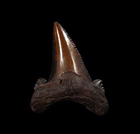 Copper-red Carchcarocles auriculatus stooth for sale | Buried Treasure Fossils