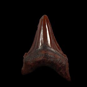Real Copper-red Angustidens tooth for sale | Buried Treasure Fossils