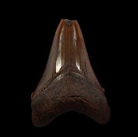 NC Angustidens tooth for sale | Buried Treasure Fossils
