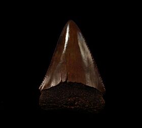 Great White Shark Teeth for Sale | Buried Treasure Fossils