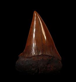 Copper-red Isurus hastalis shark tooth for sale | Buried Treasure Fossils
